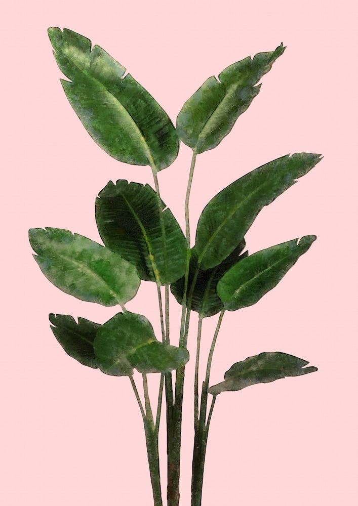 Bird of Paradise Plant on Pink