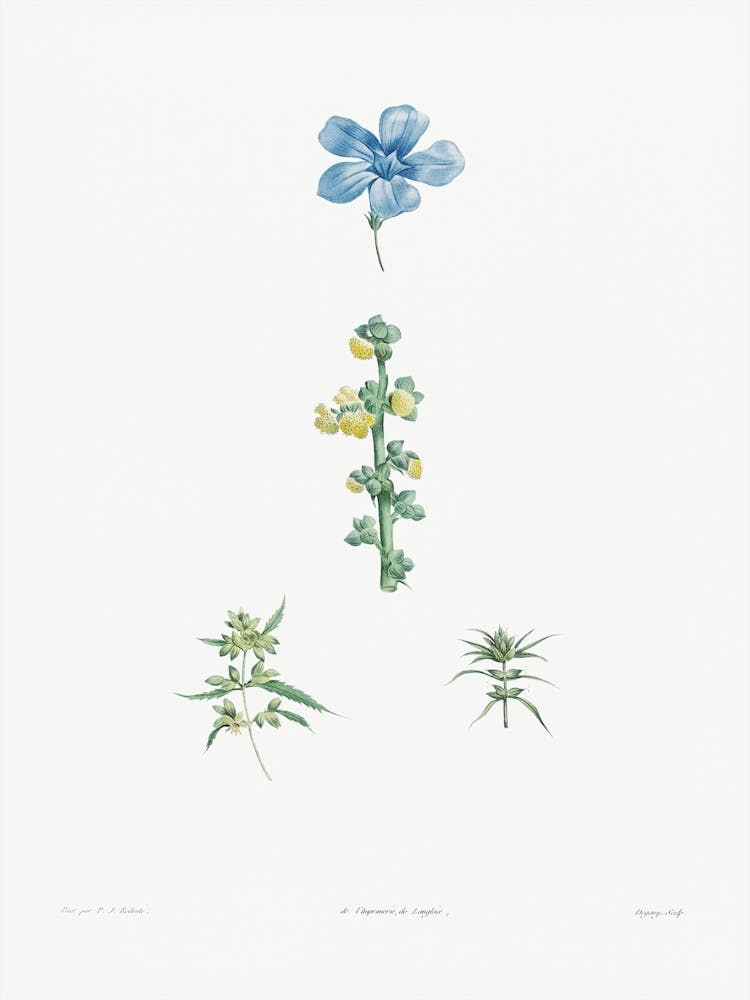 Flowers Set from La Botanique de J. J. Rousseau, Pierre Joseph Redoute