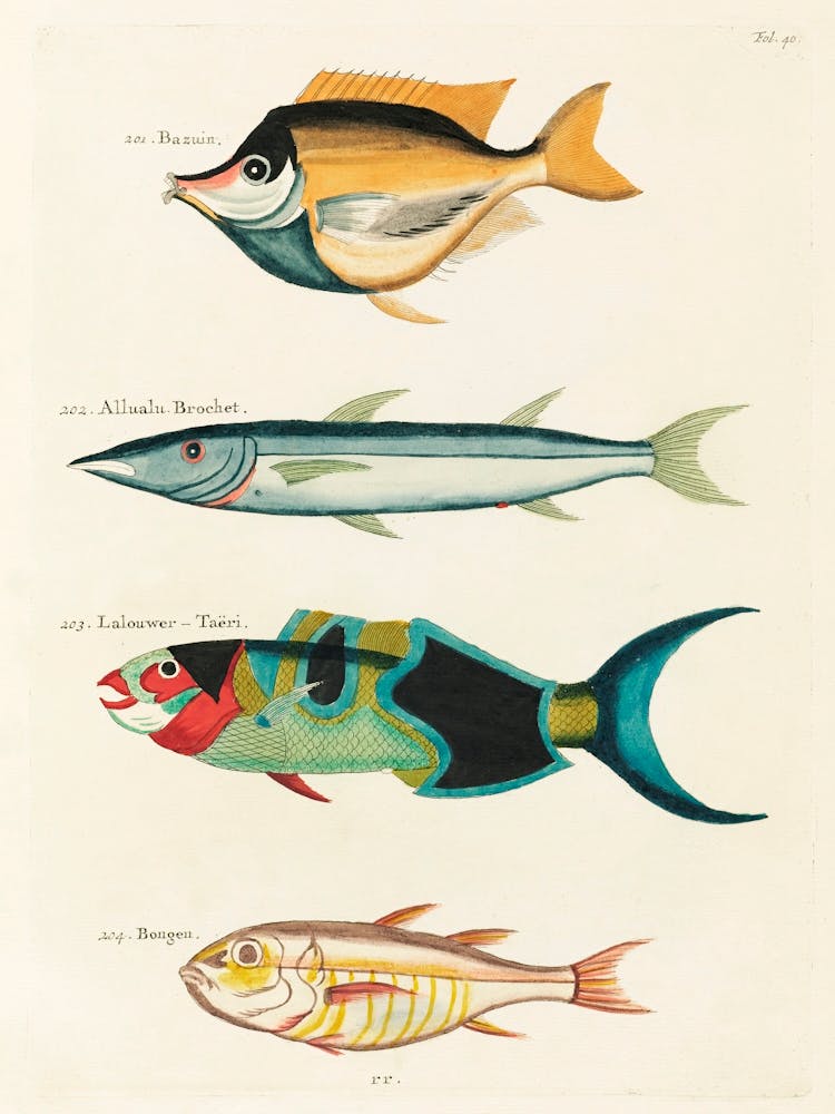 Colourful And Surreal Illustrations Of Fishes Found In Moluccas (Indonesia) And The East Indies, Louis Renard(32)