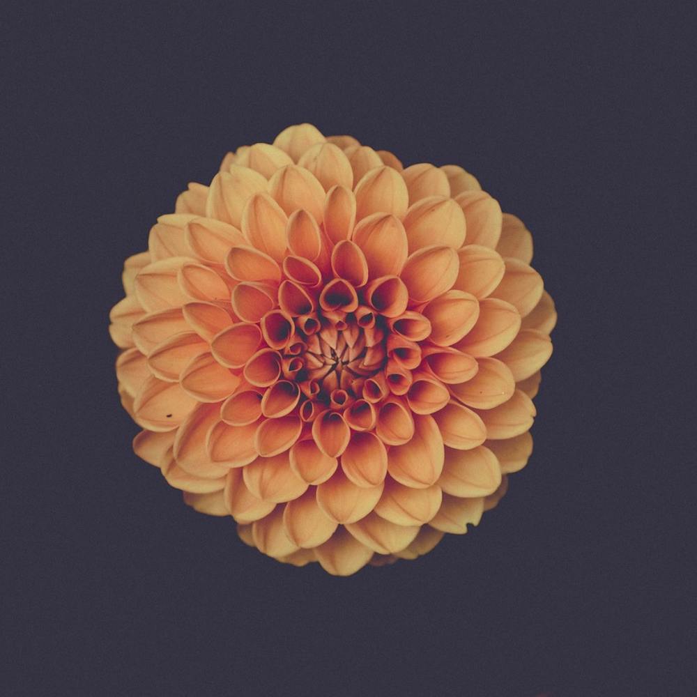 Dahlia 1