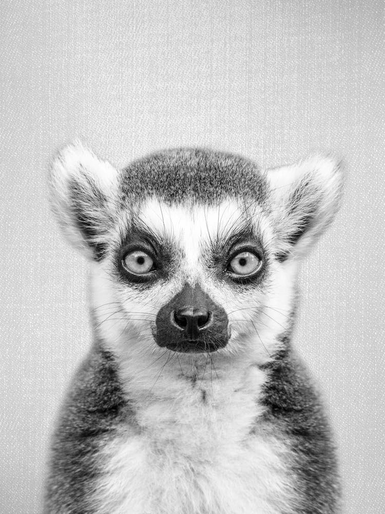 Lemur - Black & White
