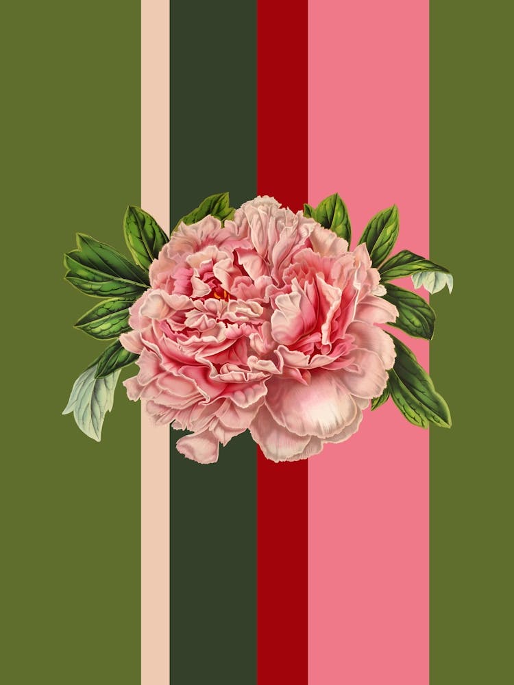 Belle Botanica 7 Peony