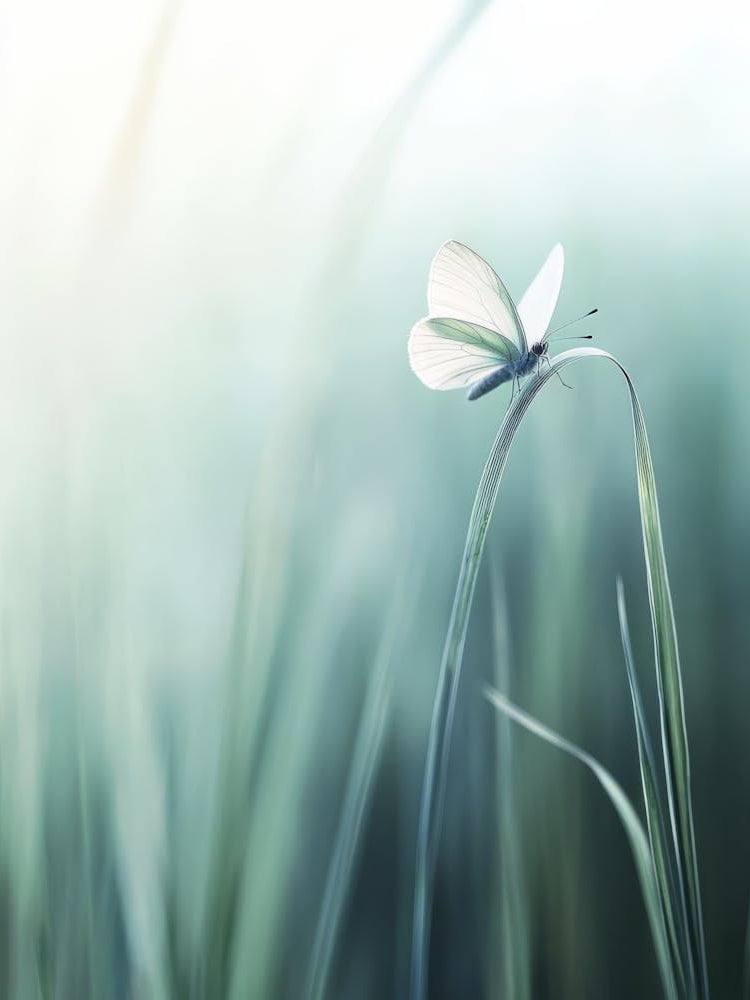 Butterfly On Grass.Generated AI. Wall 1