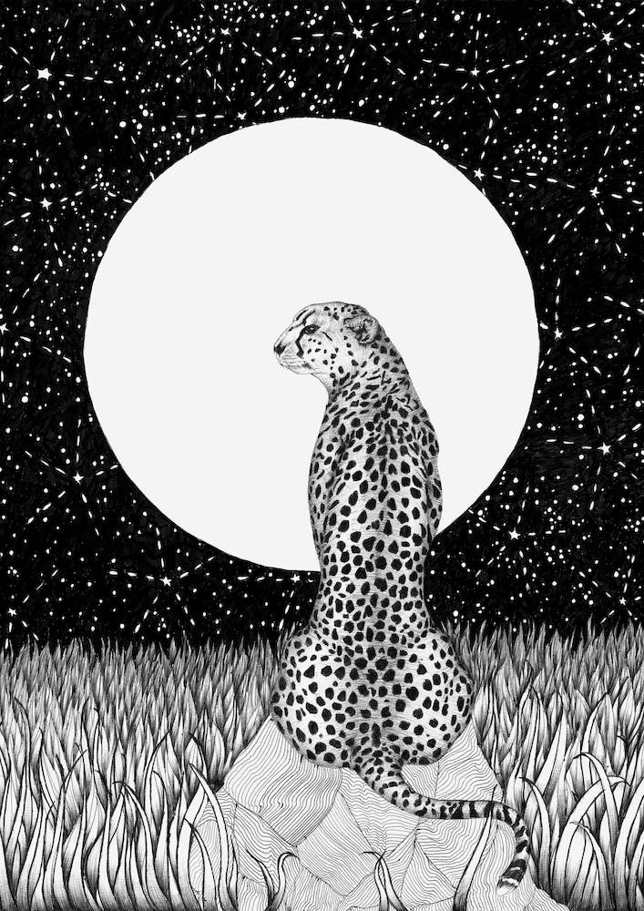 Cheetah Moon