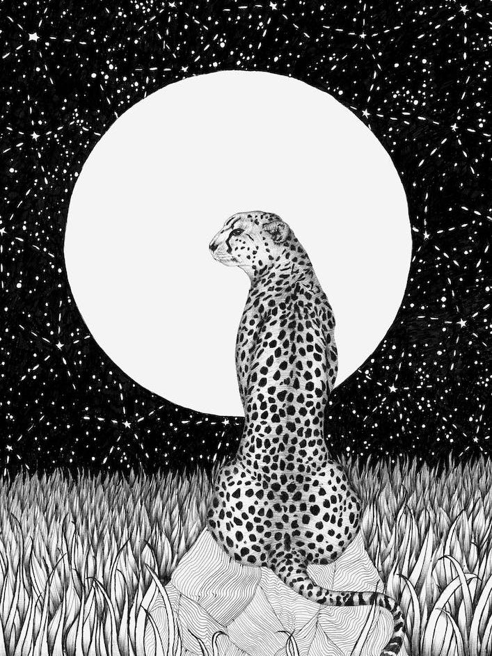 Cheetah Moon