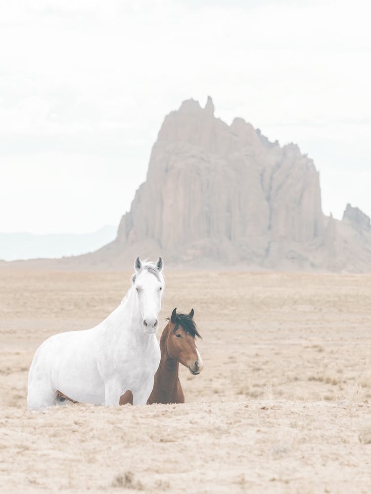Shiprock New Mexico Horses