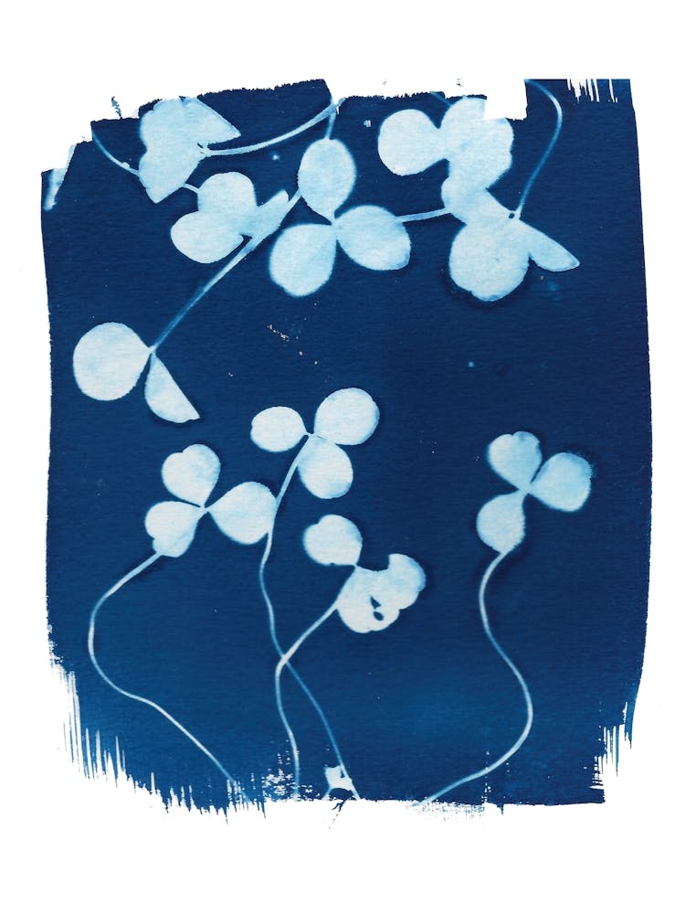 Clover Botanical Cyanotype Blue