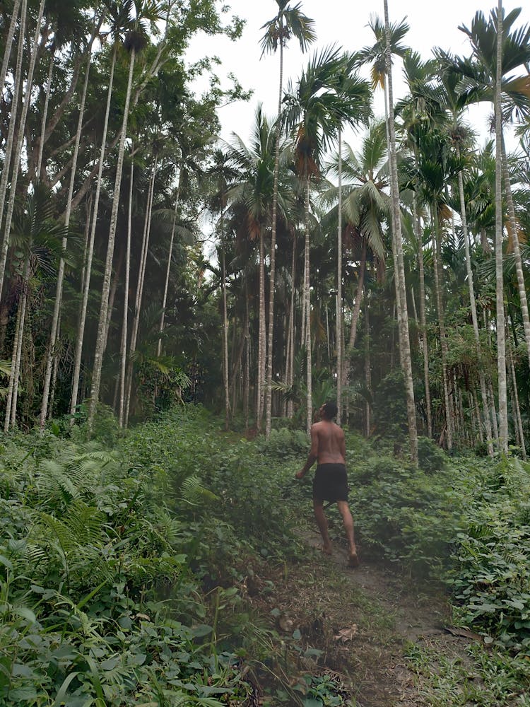 Man Walking Through The Jungle