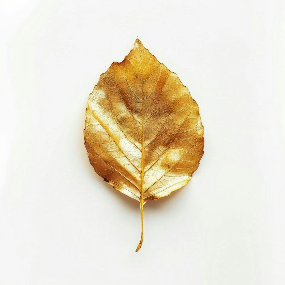 Golden Leaf On White Background
