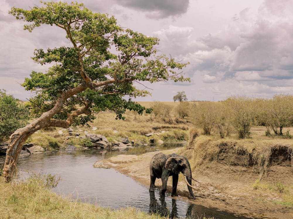 Elephant's Water Break in Kenya