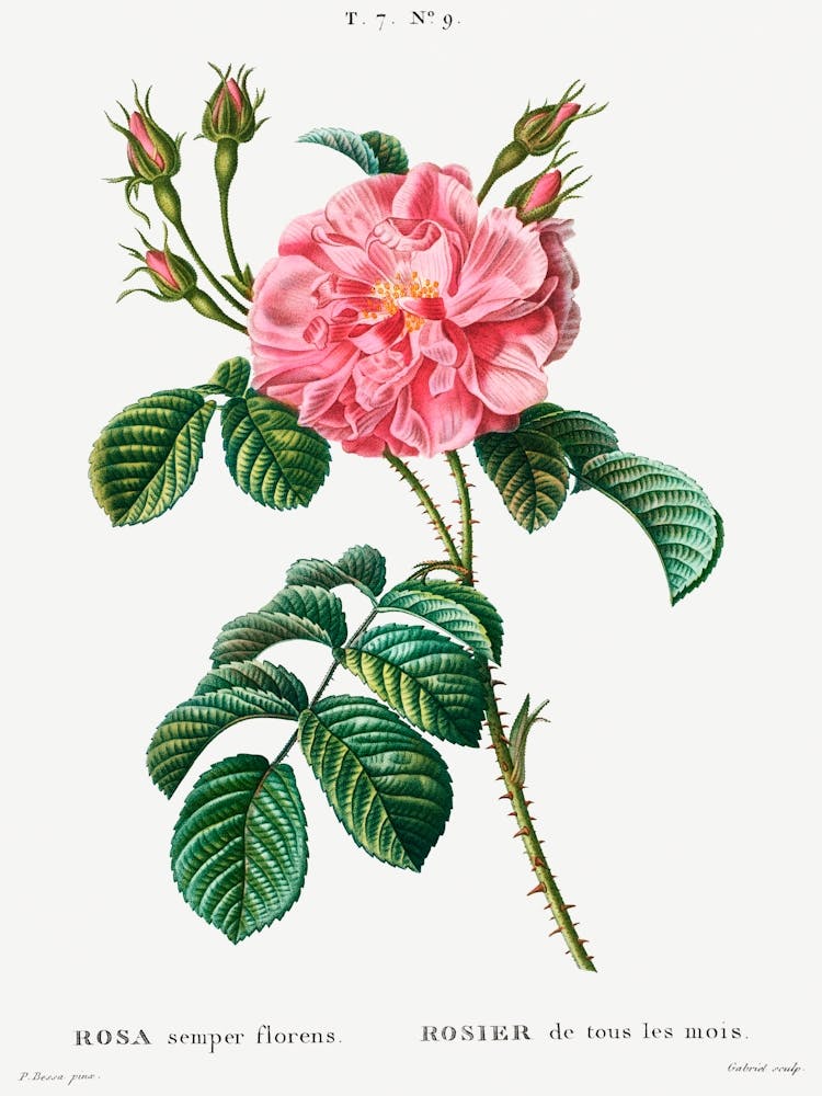 Ever Blowing Rose, Pierre Joseph Redoute