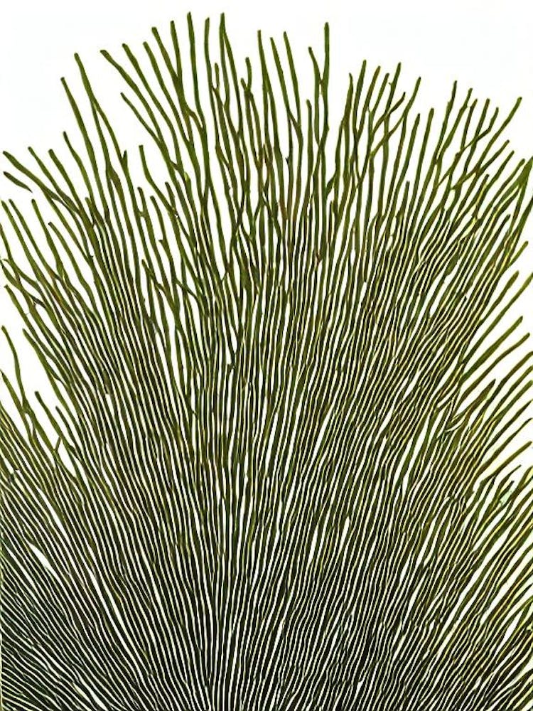 Acropora Abrotanoides Linocut