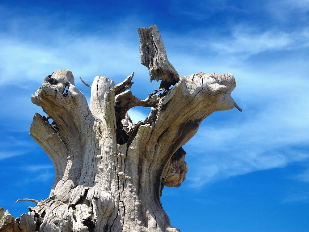 Dead Tree Against Blue Sky