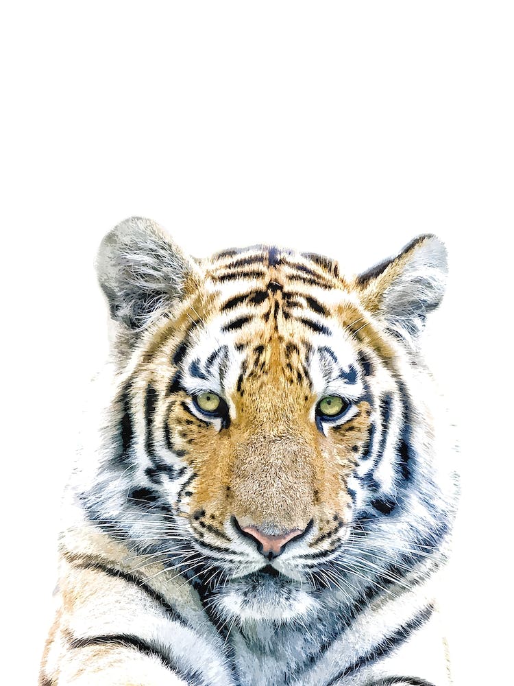 Tiger Portrait