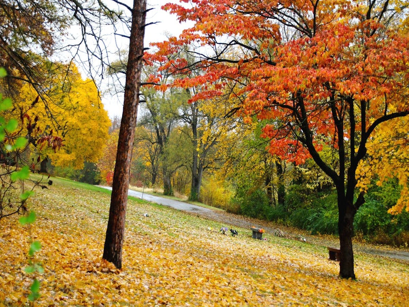 Autumn Scene 2
