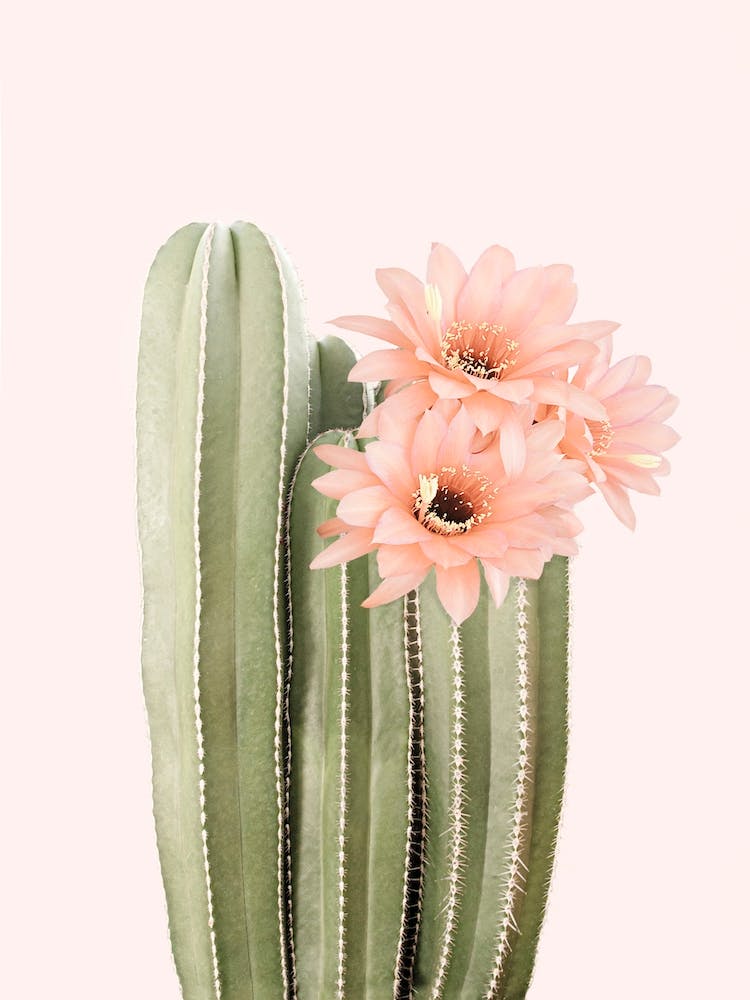 Fleur de cactus