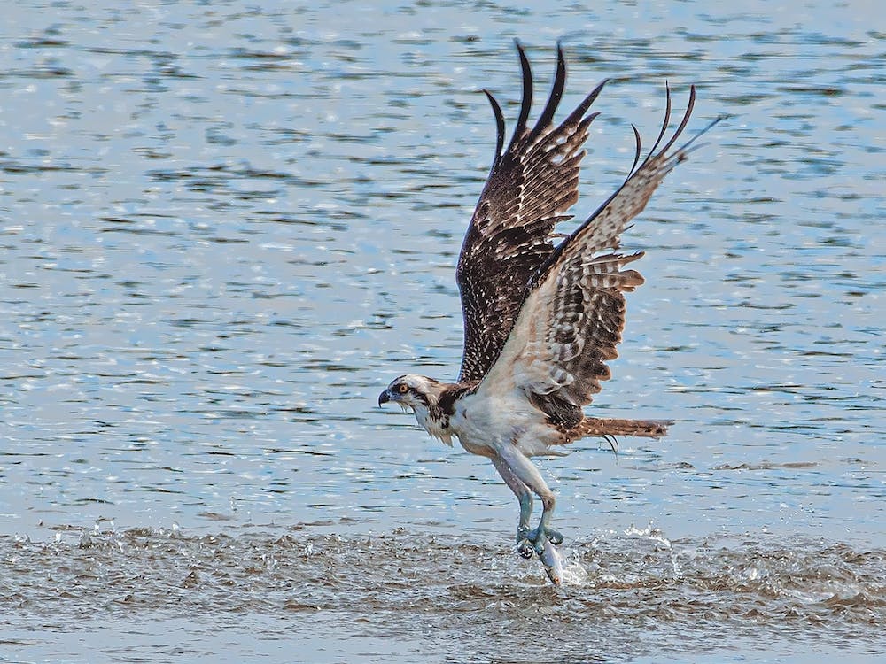 Osprey Catching Fish