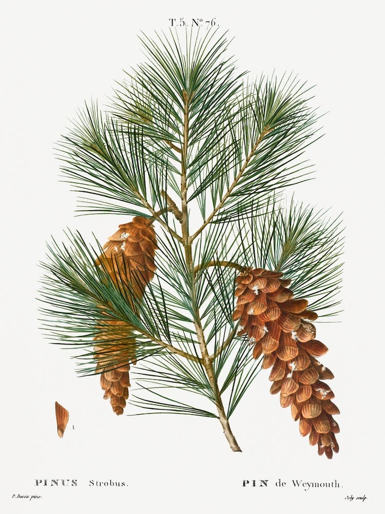 White Pine, Pierre Joseph Redoute
