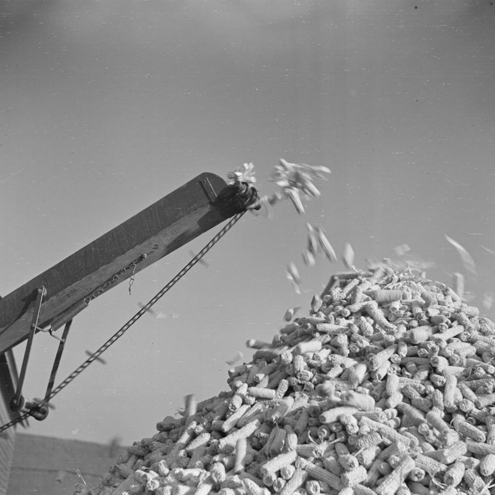 Untitled Photo, Possibly Related To Cornsheller Throwing Cobs On Pile, Illinois By Russell Lee