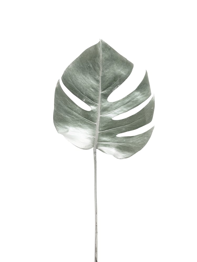 Tropical Monstera Leaf