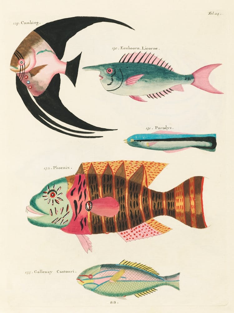 Four Tropical Fishes