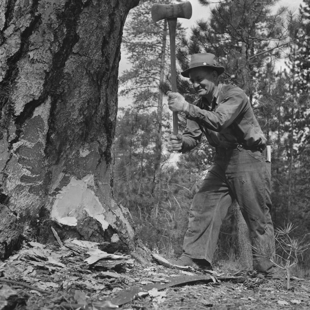 Unbetiteltes Foto, möglicherweise bezogen auf Grant County, Oregon, Malheur National Forest, Holzfäller beim Beginn des