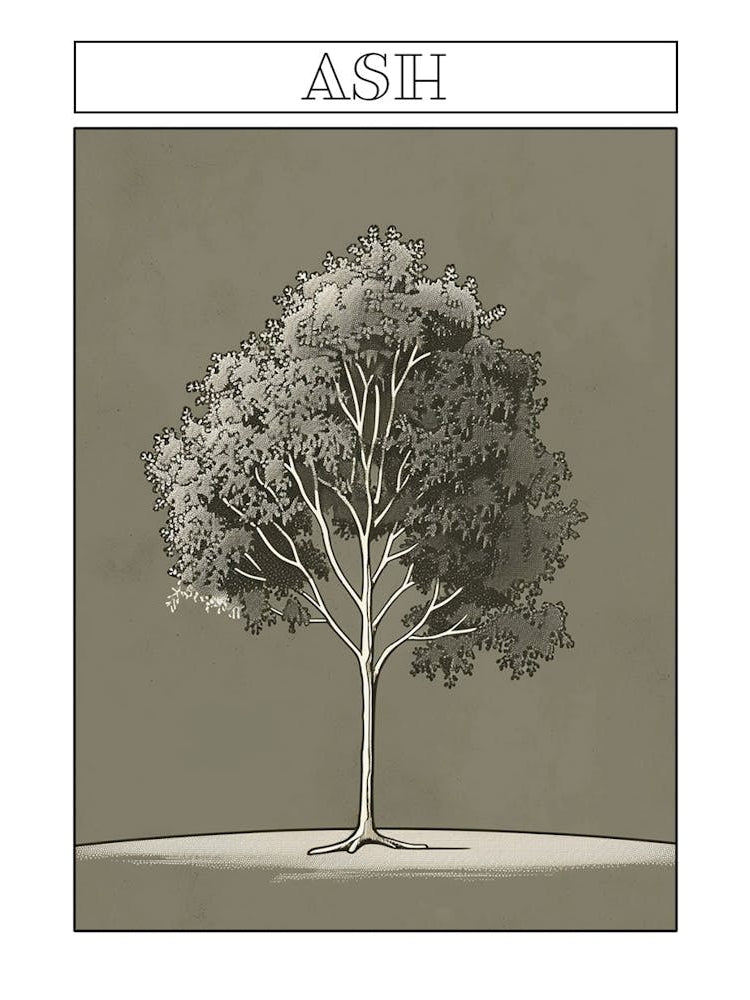 Ash Tree Minimalistic Drawing 4 Poster
