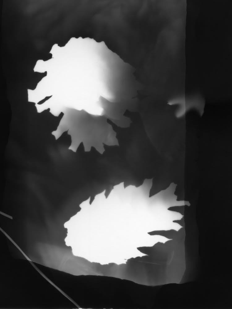 Black And White Pine Cones Photogram