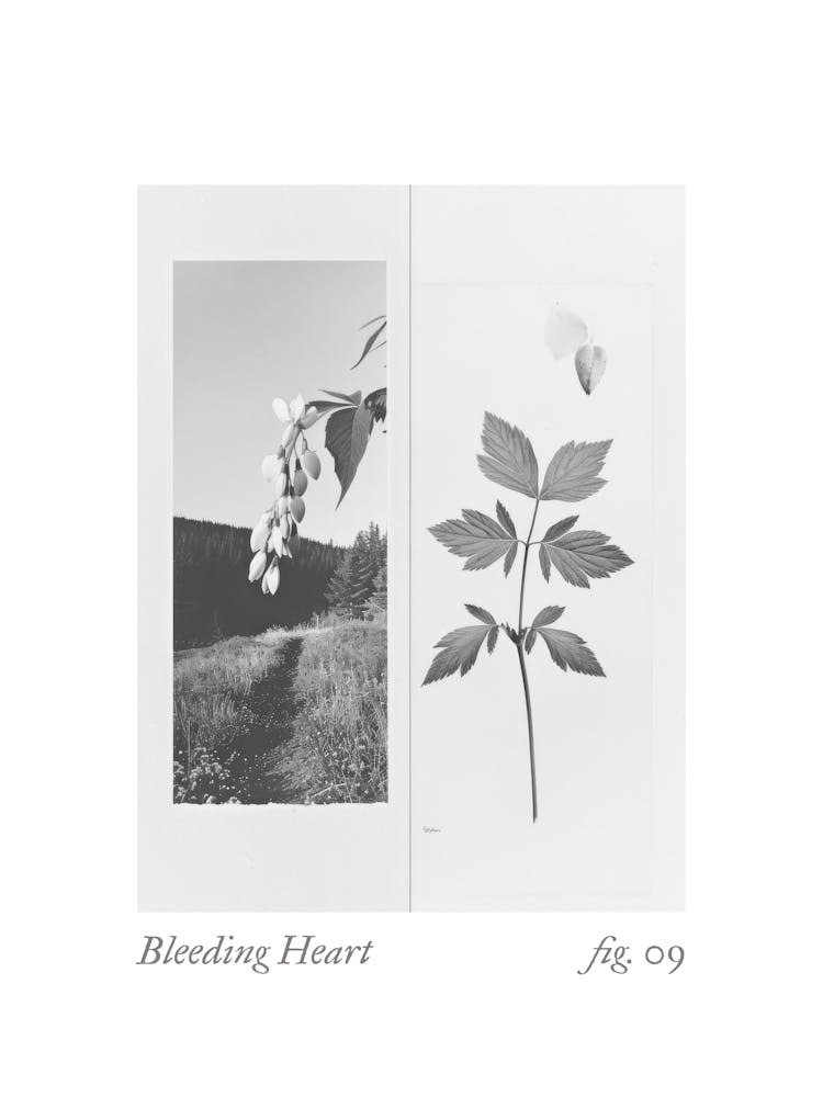 Bleeding Heart Botanical Collage 1