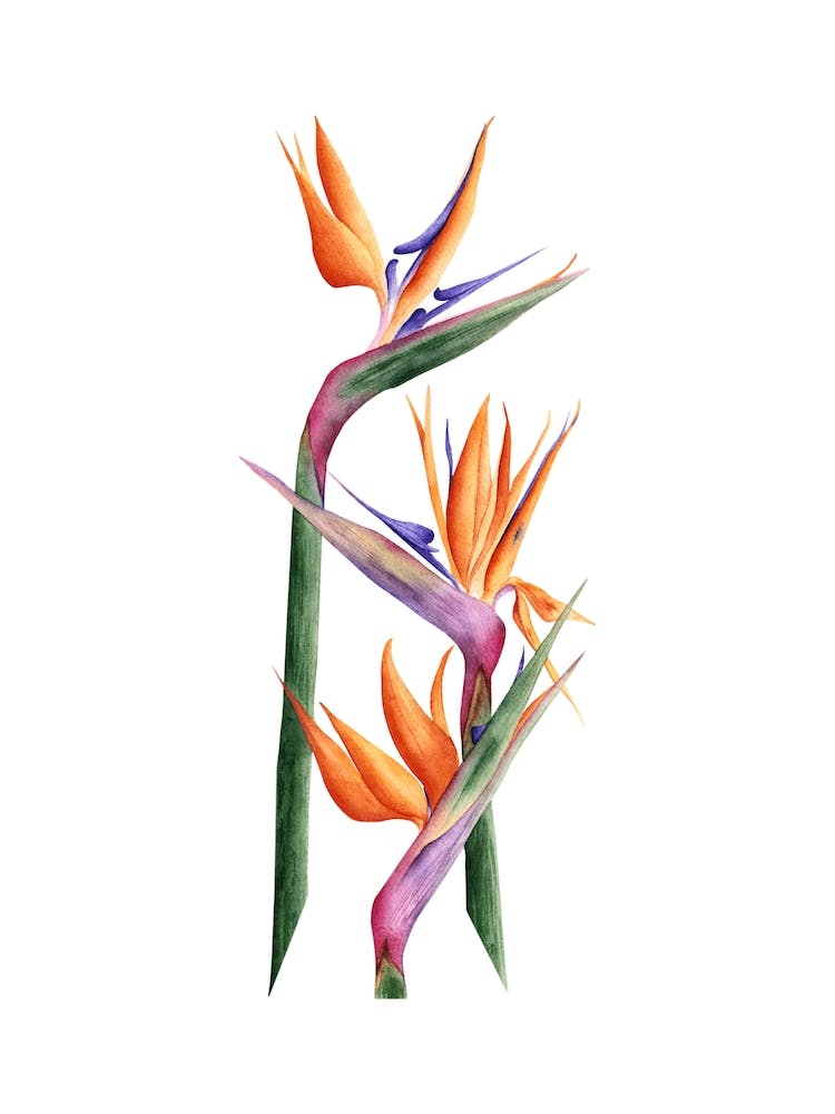 Strelitzia