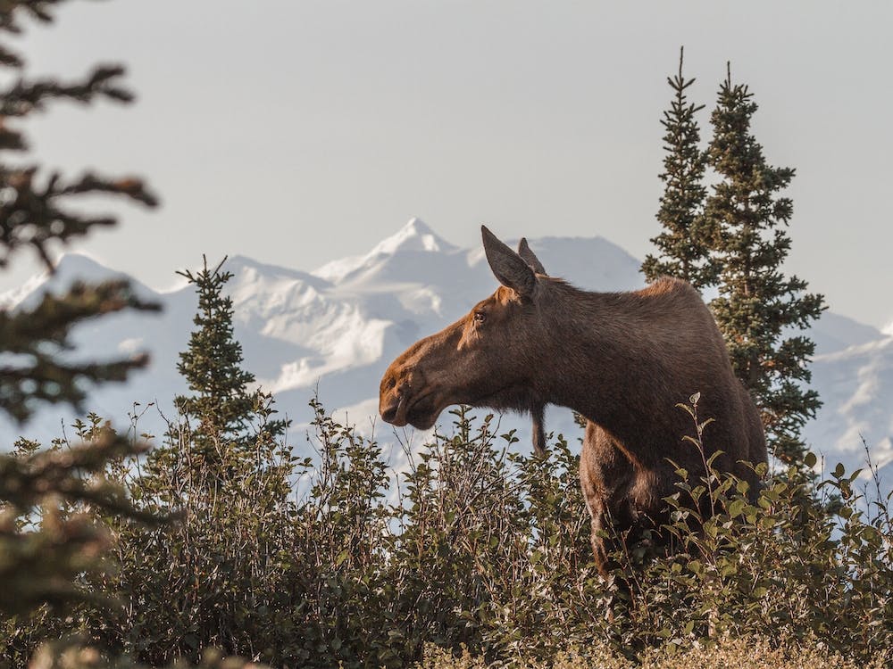 Rustic Nature Moose