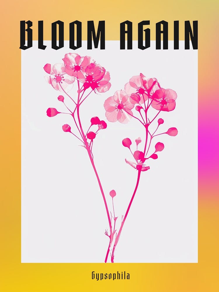 Hot Pink Gypsophila Poster