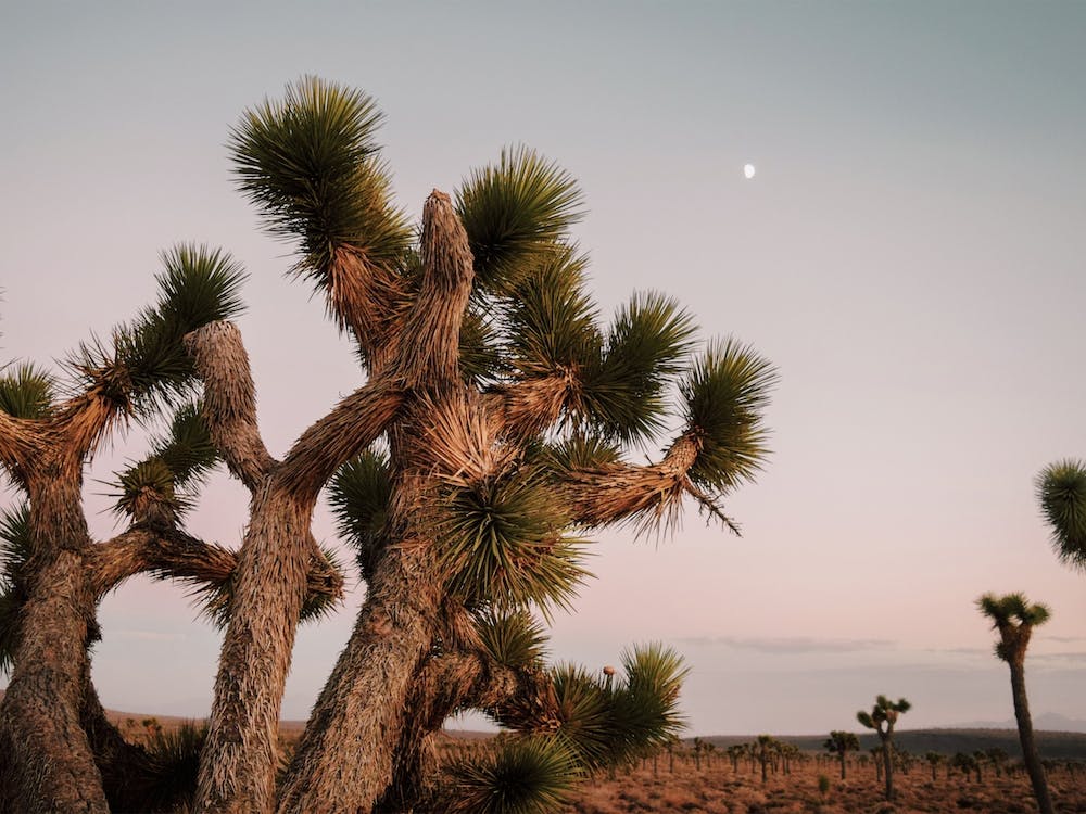Joshua Tree In Desert