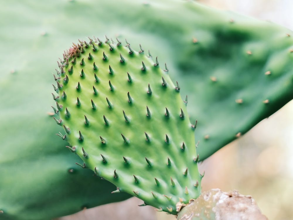 Gros Plan d'un cactus vert // Photographie de Nature et Voyage à Ibiza