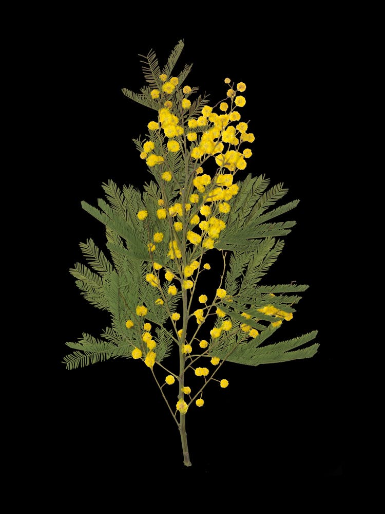 Mimosa