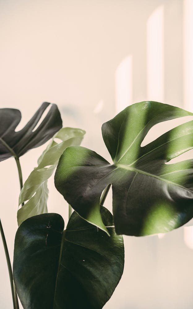 Monstera Deliciosa