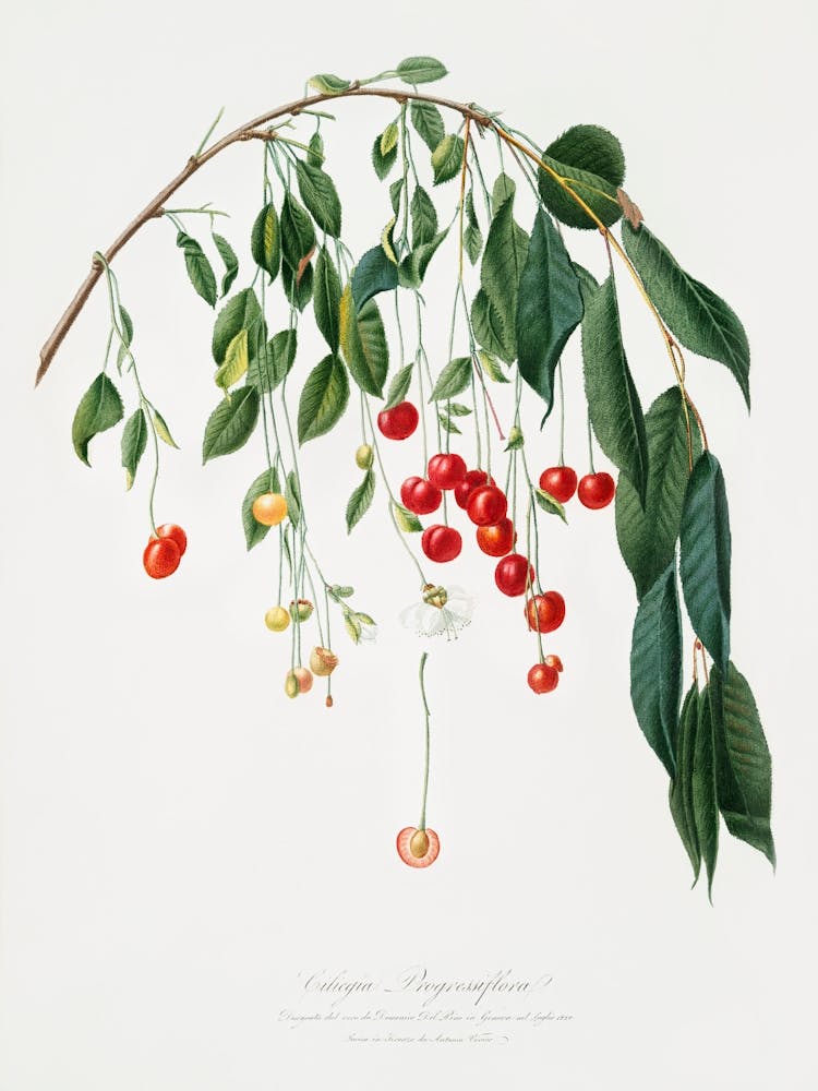 Visciola Cherries (Cerasus Visciola) From Pomona Italiana (1817 1839), Giorgio Gallesio
