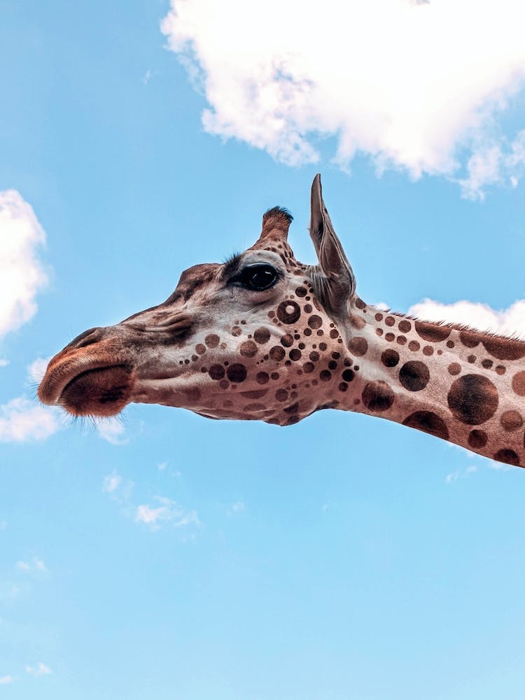 Gepunkteter Giraffenkopf