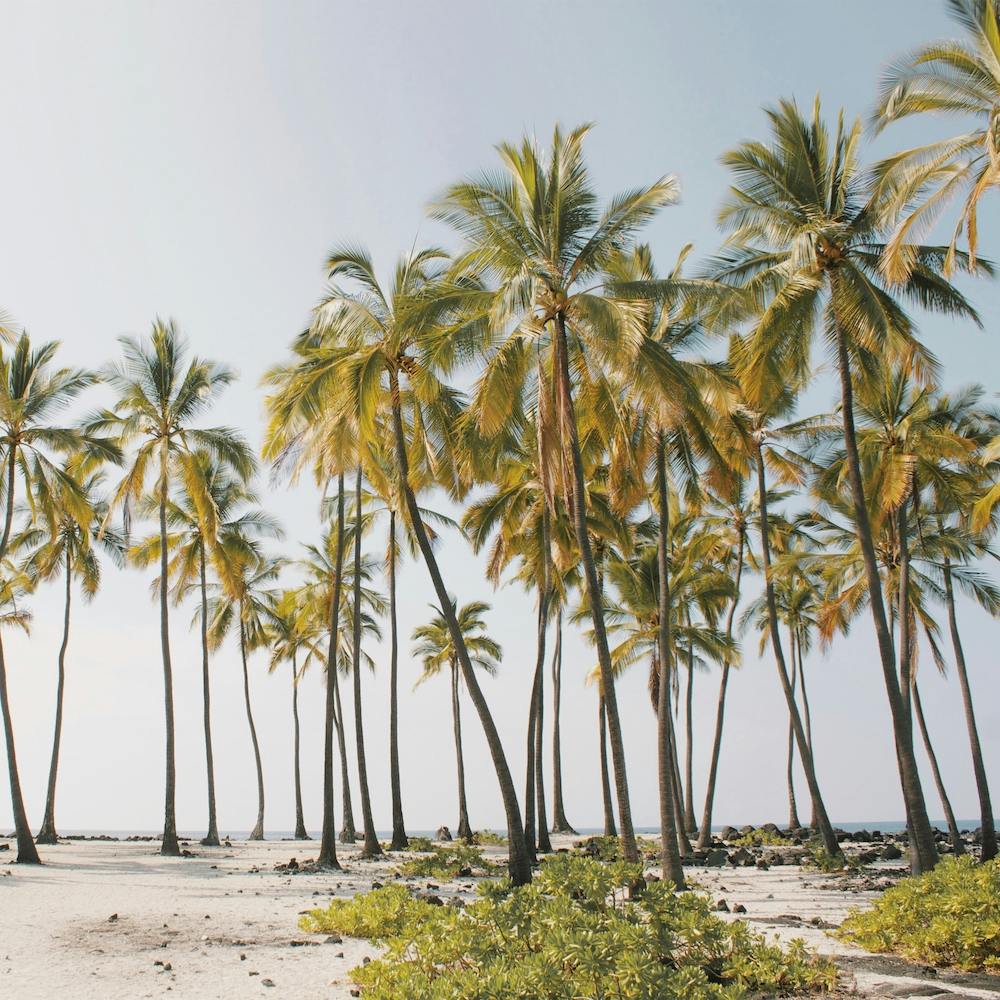 Palm Tree Forest