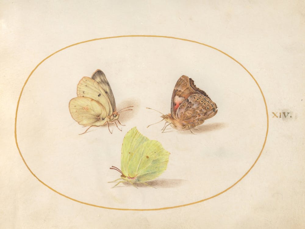 Three Butterflies (c. 1575-1580), Joris Hoefnagel