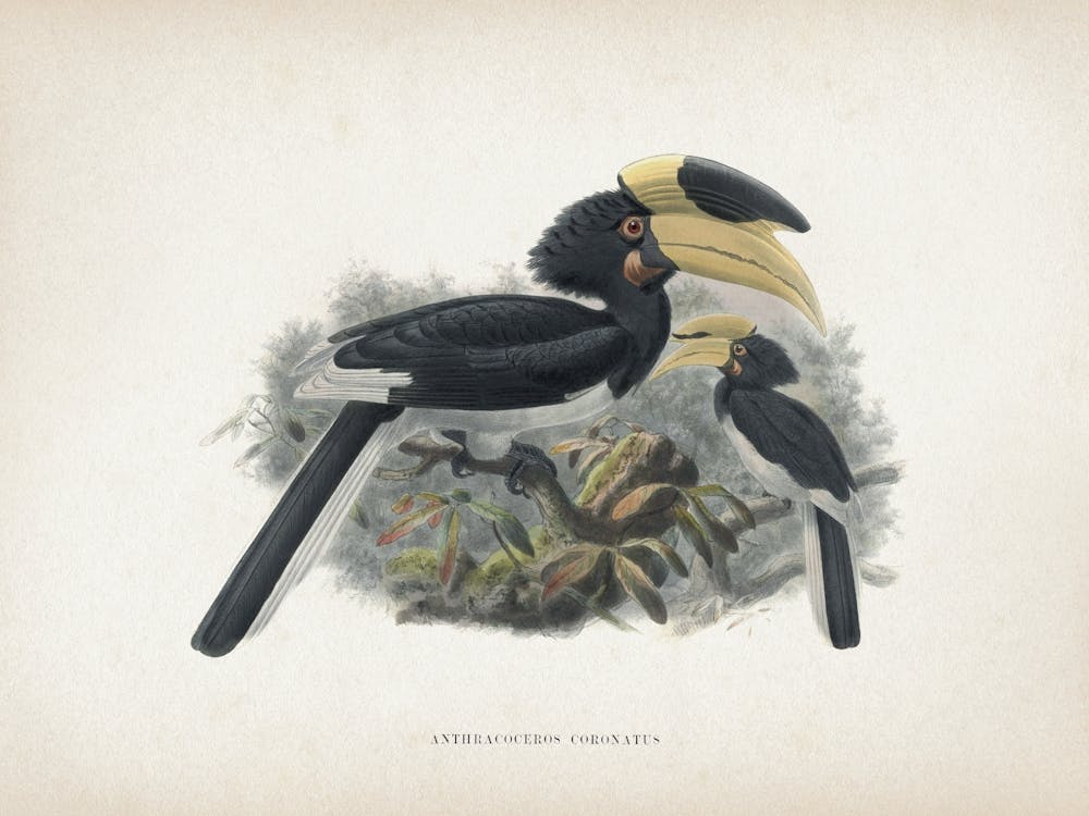 Vintage Keulemans 2 Anthracoceros Coronatus