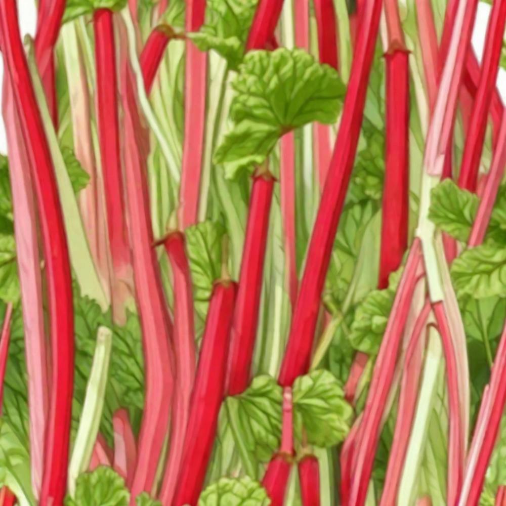 Rhubarb 92