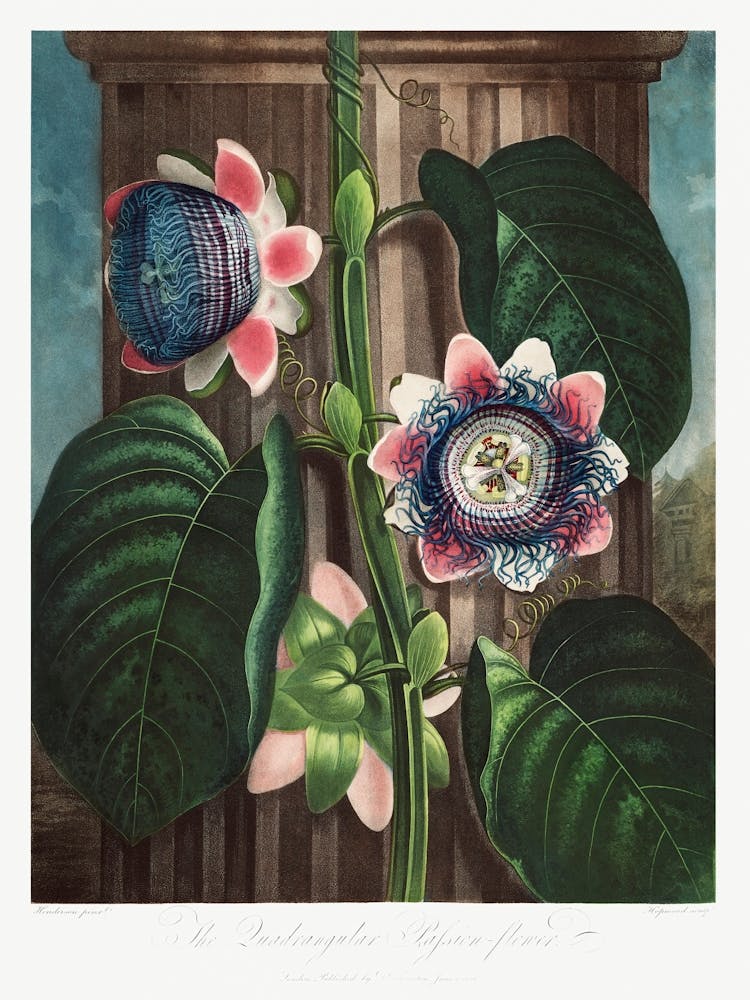 The Quadrangular Passion Flower From The Temple Of Flora (1807), Robert John Thornton