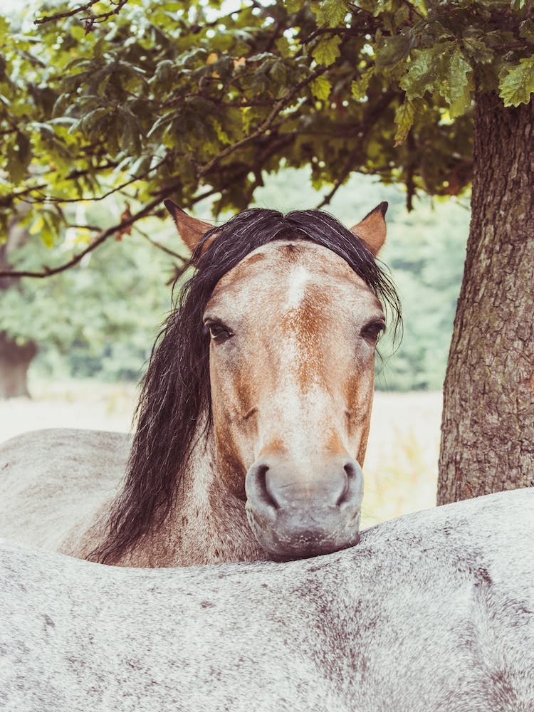 Two Horses In A Field