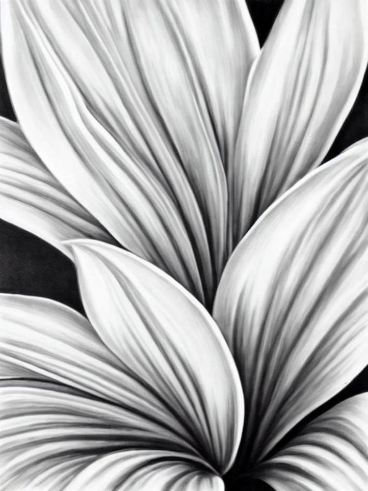 Lilies B&W Pencil 1 Flower