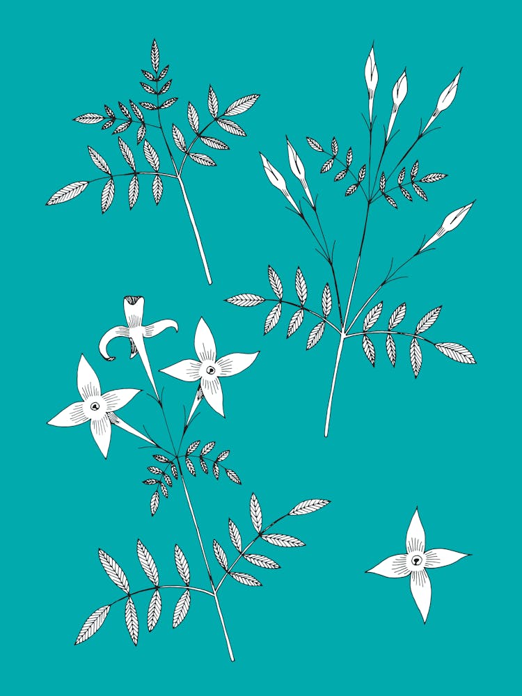 Jasminblüten auf Blaugrün