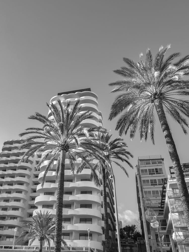 Black And White Photo Of Palm Trees Majorca