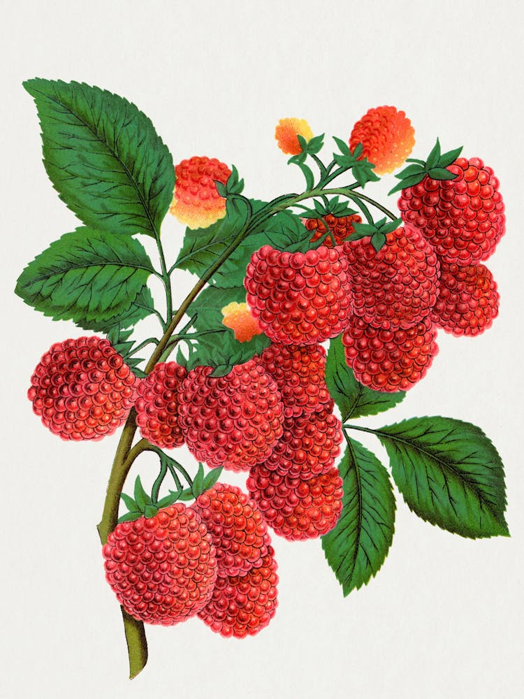 Raspberries