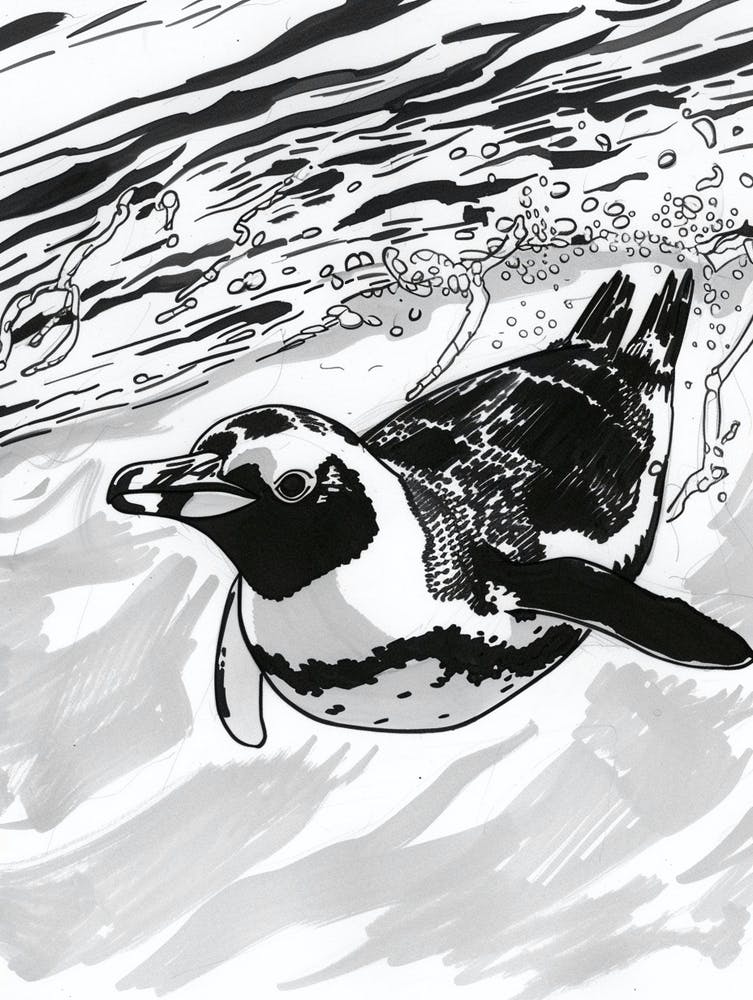 King Penguin Swimming 3