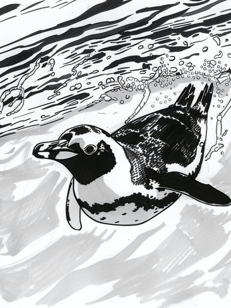 King Penguin Swimming 3